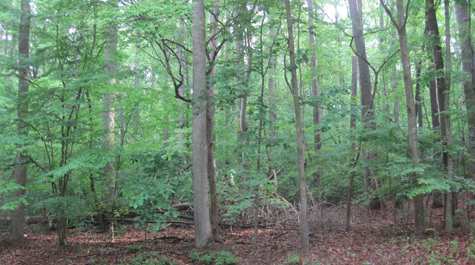 Forging a new trail